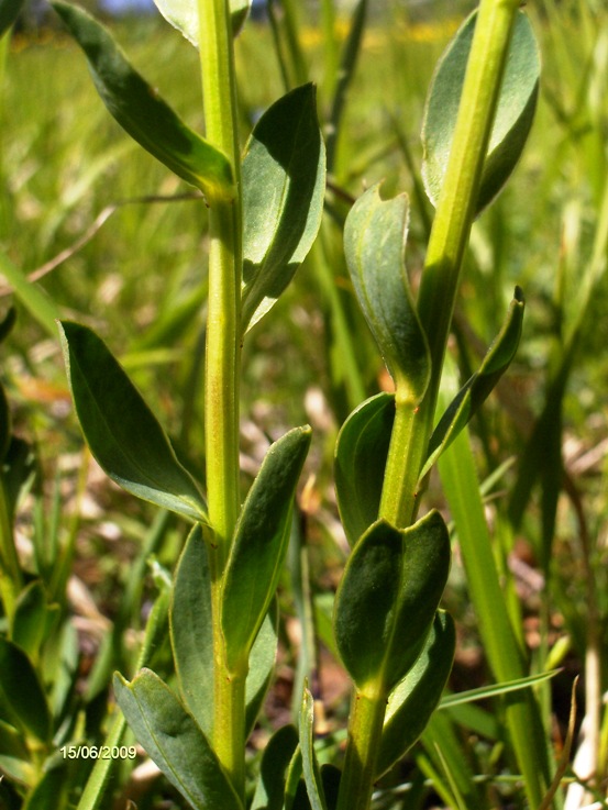 Linum capitatum subsp. serrulatum